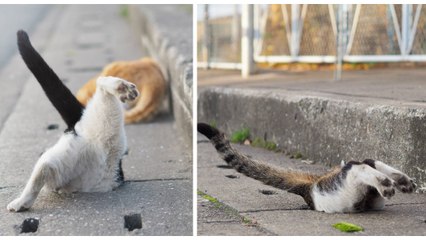 Dieser Mann fotografiert streunende Katzen, die aus Spaß in Abflusslöcher springen!