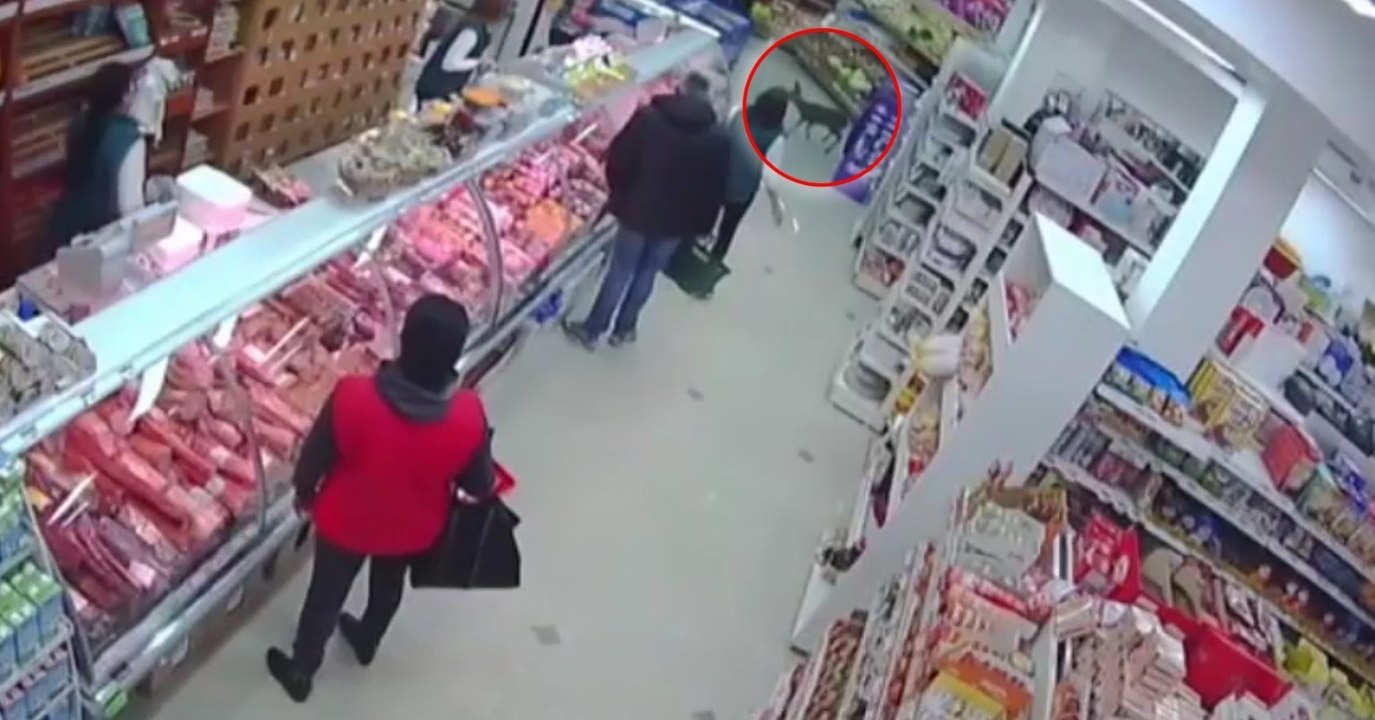 In Serbien verirrt sich ein verängstigtes Reh in einen Supermarkt