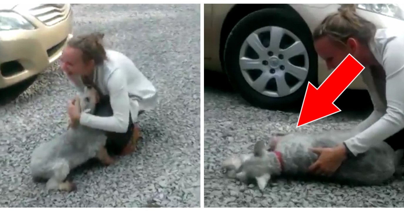 Herzergreifendes Wiedersehen von Hund und Frauchen nach zwei Jahren der Trennung