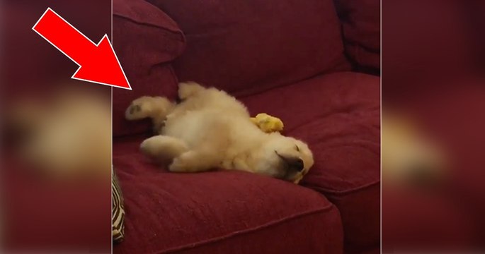 Der Welpe schläft ganz ruhig auf dem Sofa. Doch achtet auf seine Pfote. Ihr werdet schmunzeln!