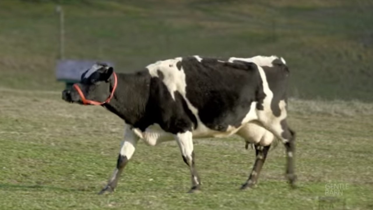 Diese Kuh rief Tag und Nacht klagend nach ihrem Kälbchen