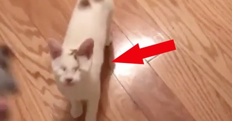 Der Kater ist blind, doch seht, wie er sein Spielzeug fängt! Einfach genial!