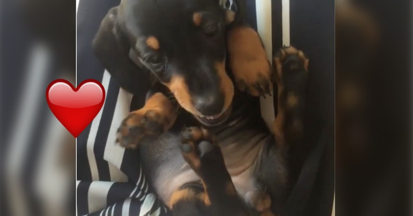 Martha, die süße Dackeldame, versucht ihren Fuß zu beißen. Mit ihren kurzen Beinchen, ist es ein wahres Spektakel!