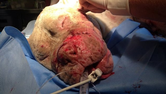 Freiwillige retten einen schwer verletzten Hund, der in Hundekämpfen als Köder benutzt wurde