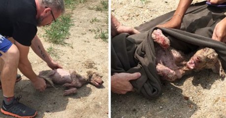 Er will dem Straßenhund nur helfen, doch der beginnt jämmerlich zu winseln