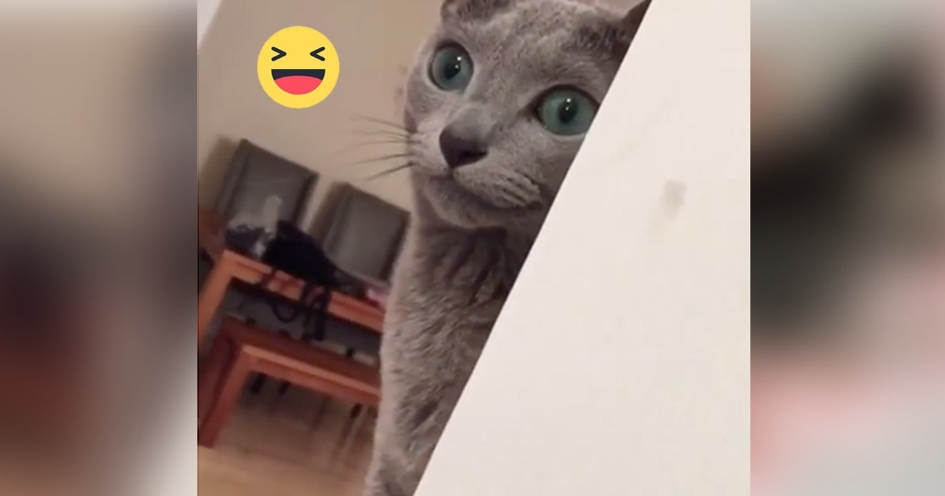 Was diese Katze im Schilde führt, das kennen alle Katzenbesitzer nur zu gut! Genial!