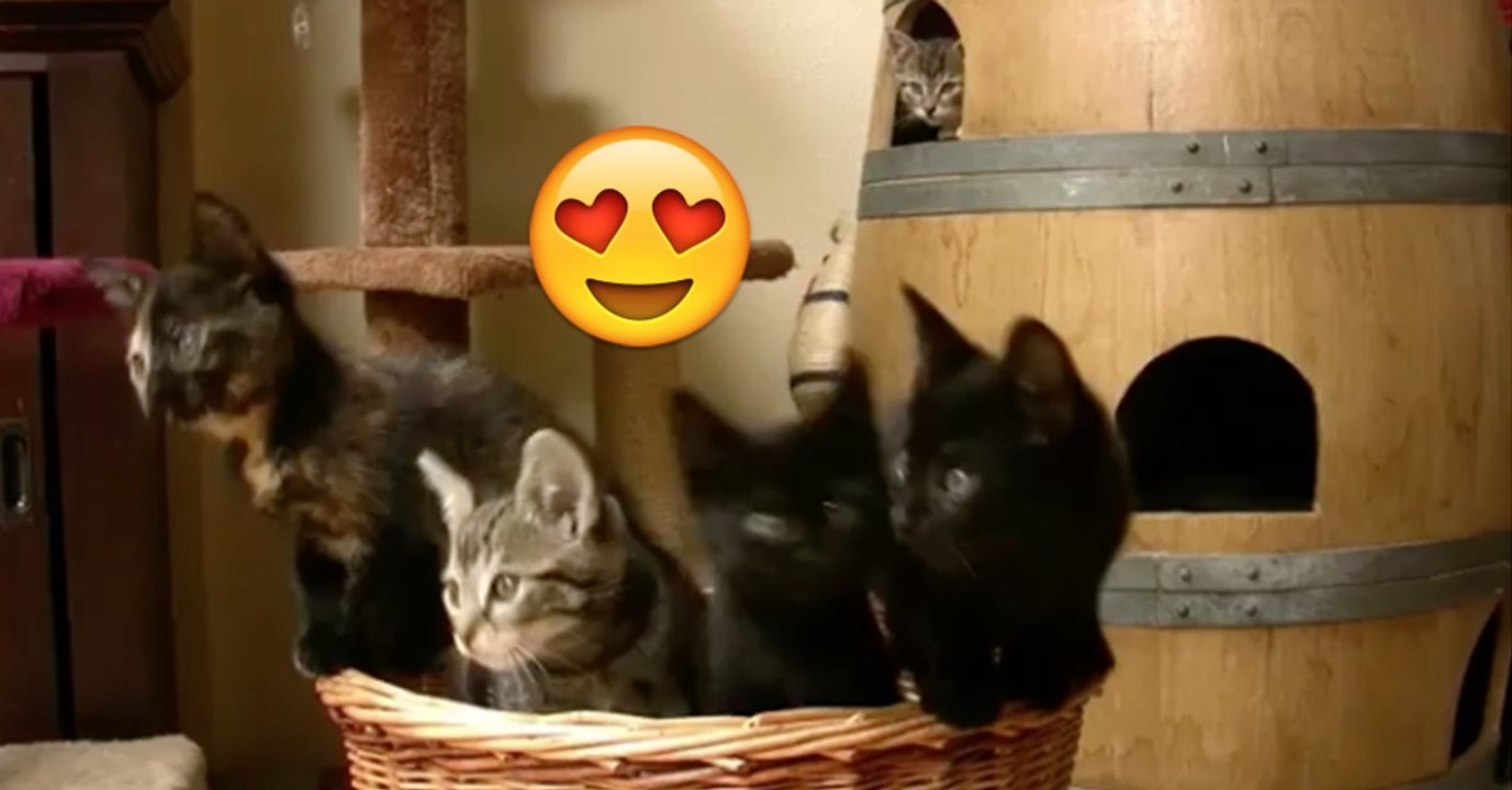 Die Kätzchen haben etwas ganz besonderes entdeckt! Ihre Reaktion ist göttlich!