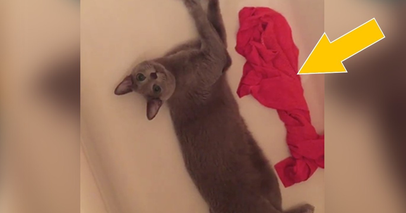 Sie schmeißt ihre Sportklamotten in die Wanne. Was ihr Kater damit macht, damit hätte sie nie gerechnet!