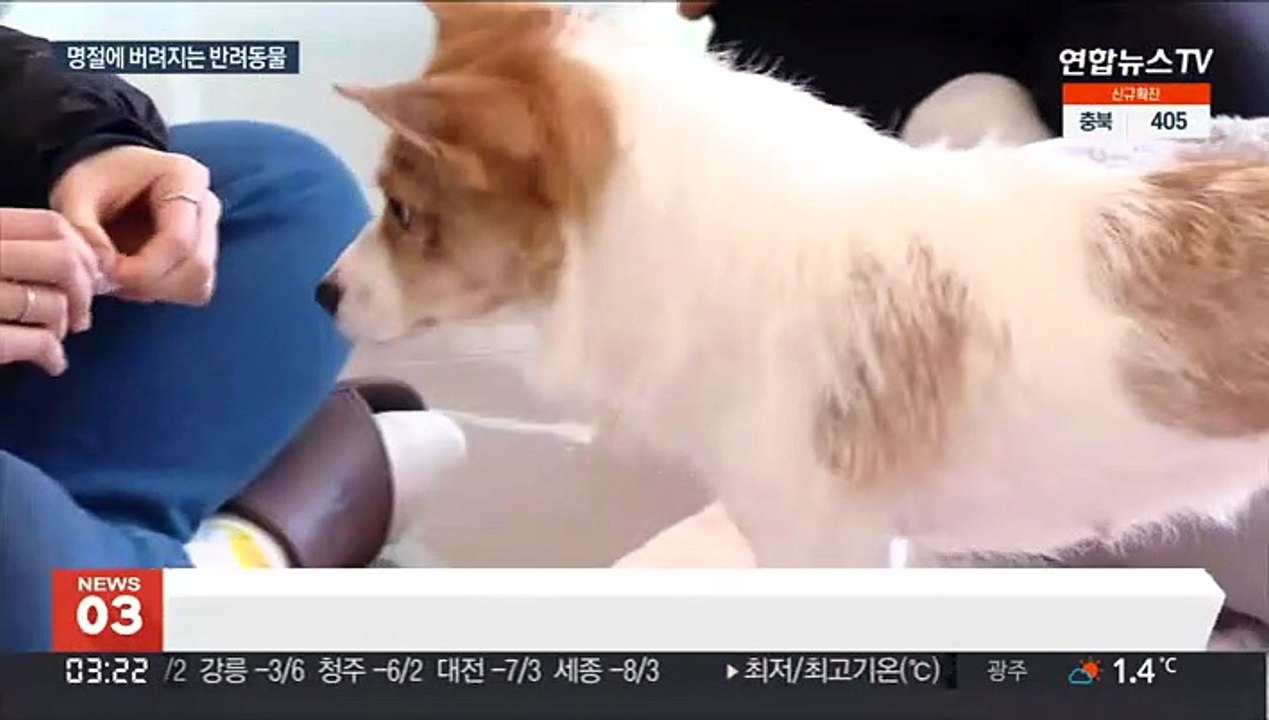버려지는 반려동물…"명절 기간에 집중돼"