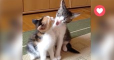 Diese beiden Kätzchen kuscheln fleißig, doch dann...