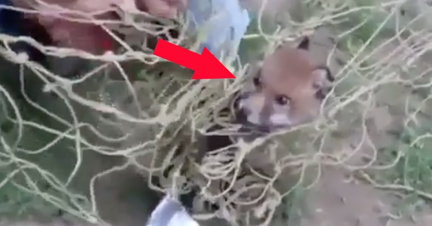 Sie finden den kleinen Fuchs im Netz verheddert, doch dann...