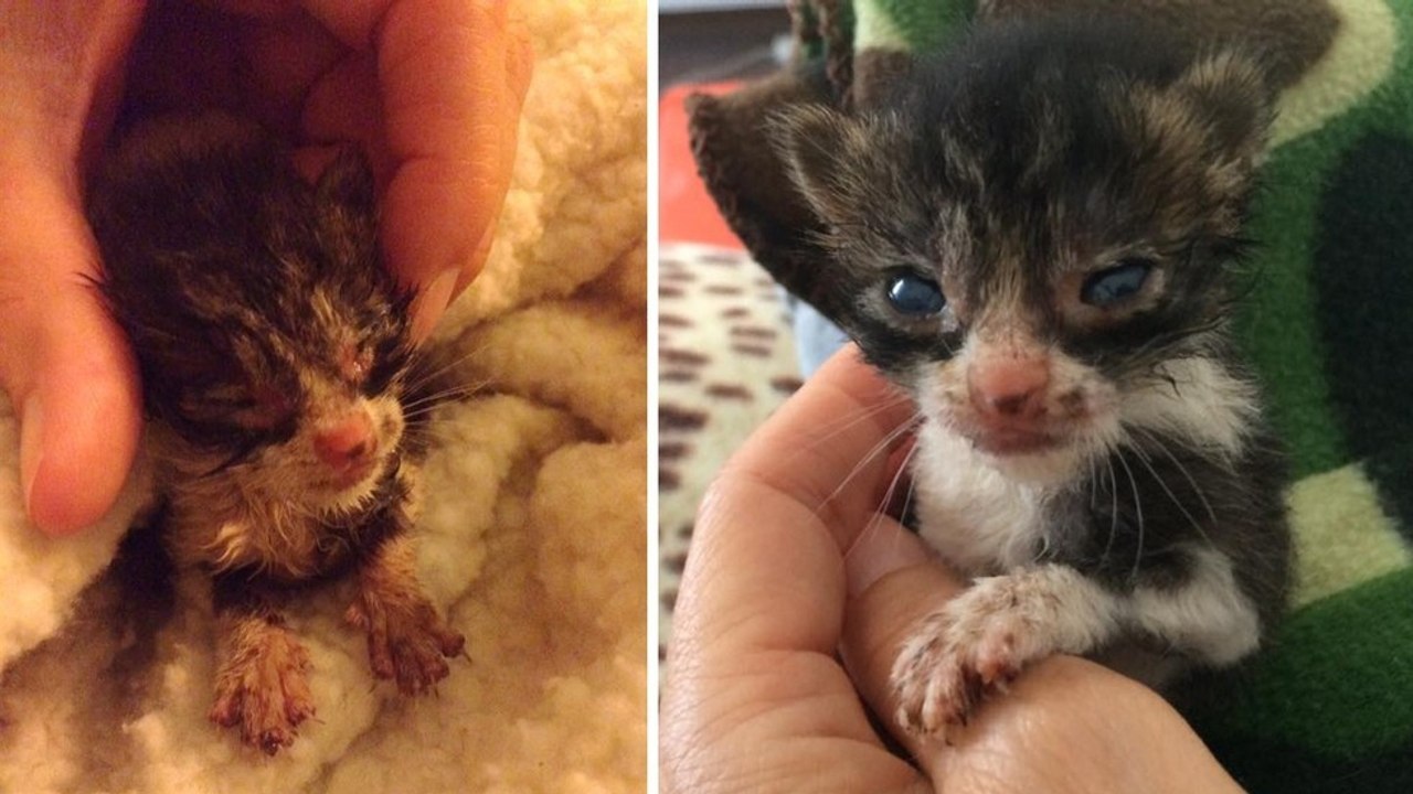 Eine Frau rettet ein verwaistes Kätzchen, das sie auf einer griechischen Insel gefunden hat