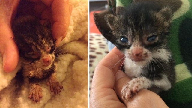 Eine Frau rettet ein verwaistes Kätzchen, das sie auf einer griechischen Insel gefunden hat