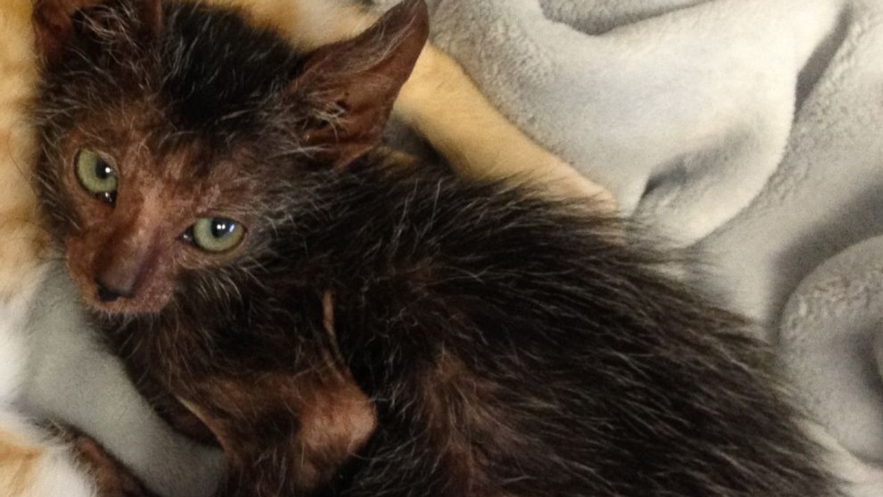 Eine Straßenkatze bringt ein seltenes Werwolf-Kätzchen zur Welt!