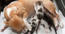 Eine ihrer Jungen beraubte Hundemutter adoptiert drei verwaiste Kätzchen und findet wieder Geschmack am Leben