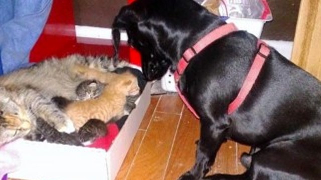 Katzenmama bringt 7 Junge zur Welt. Doch dann kommt der Hund...