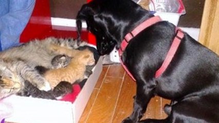 Katzenmama bringt 7 Junge zur Welt. Doch dann kommt der Hund...