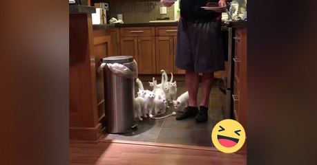 Er kann sich vor der Fellknäuel-Horde gar nicht retten, doch dann...