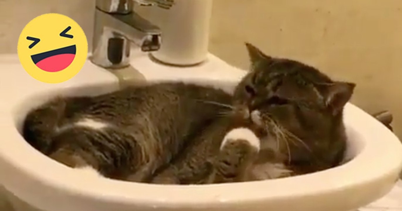 Sie fühlt sich völlig unbeobachtet im Waschbecken. Doch als die Katze ihr Herrchen bemerkt, reagiert sie einfach genial!