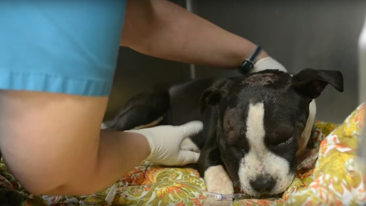 Eine Tierschutzorganisation rettet einen zu Hundekämpfen missbrauchten jungen Hund