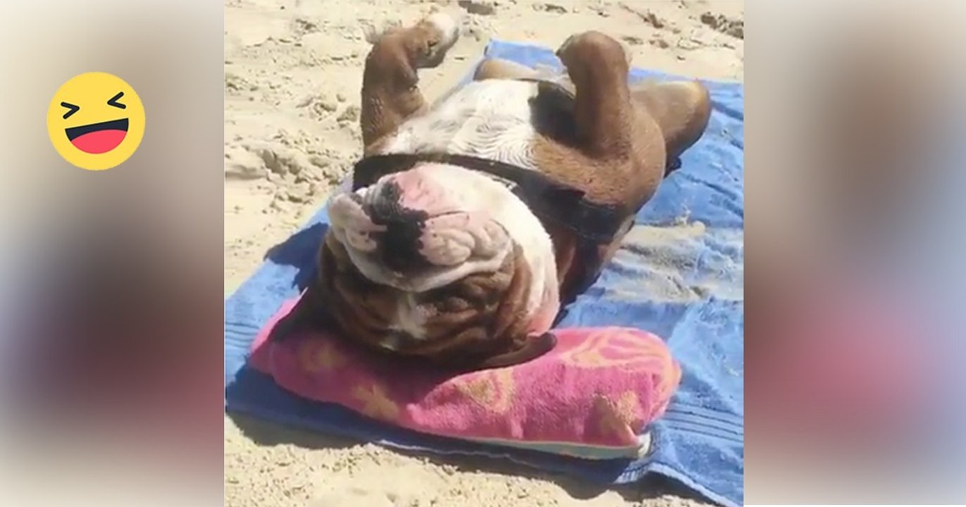 Er nimmt seine Bulldogge mit an den Strand. Doch DAMIT hat er nicht gerechnet...