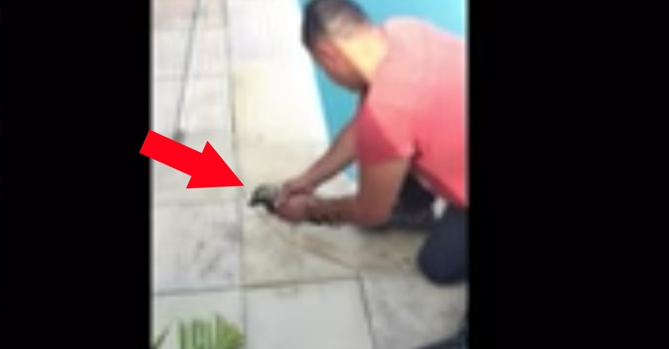 Vater rettet sterbenden Kookaburra vor dem Ertrinken im Pool!