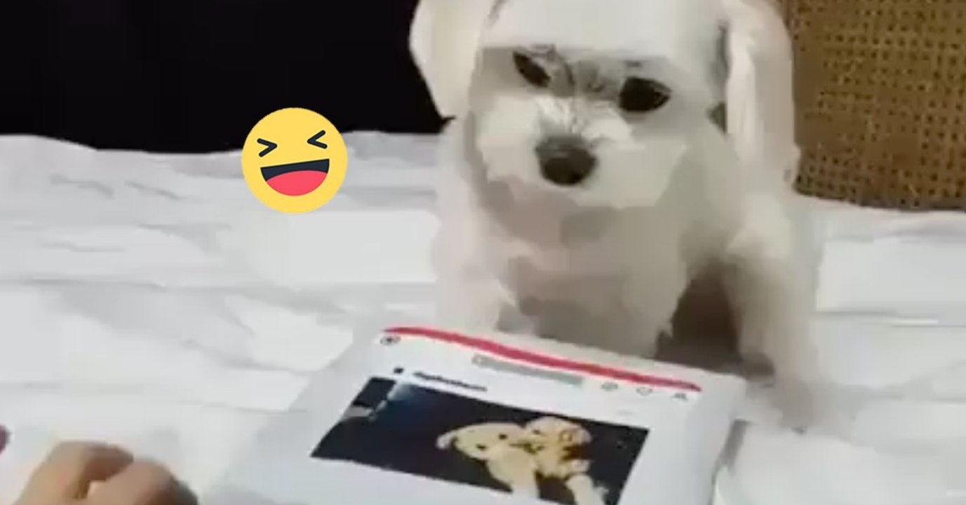 Fiffi nimmt einen Computerkurs. Als sie ihm den Computer hindreht, reagiert er einfach witzig!