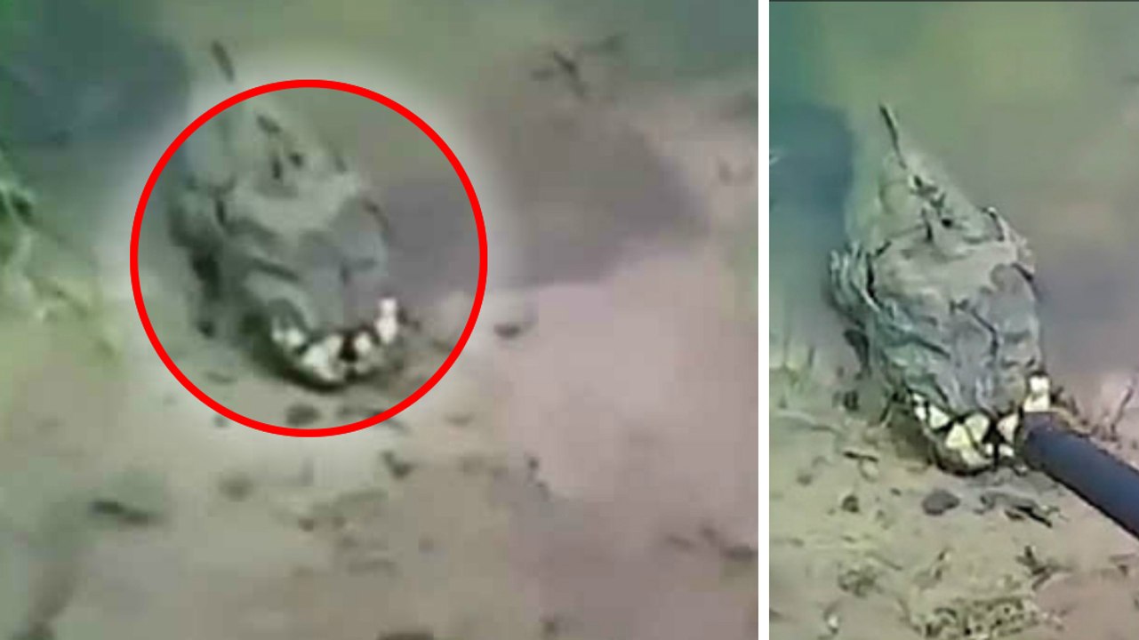 Ukraine: eine mysteriöse kreatur wurde an einem flussufer gefilmt