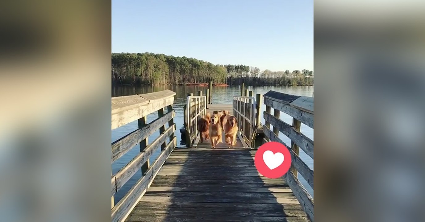 Die Golden Retriever dürfen an den See. Ihr Ritual ist der Wahnsinn!