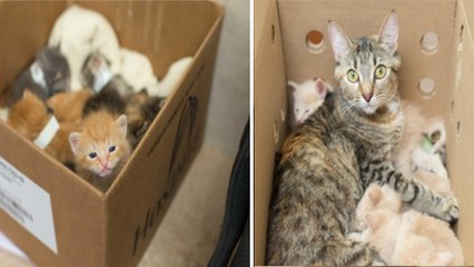 Descargar video: Eine Katze hat 14 ausgesetzte Katzenbabys gerettet