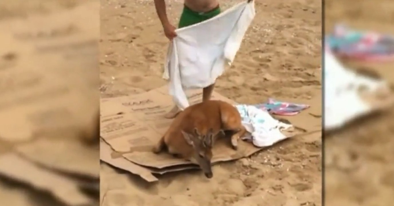 Sie retten den Hirsch vorm Ertrinken. Am Strand angelangt, passiert das Unglaubliche