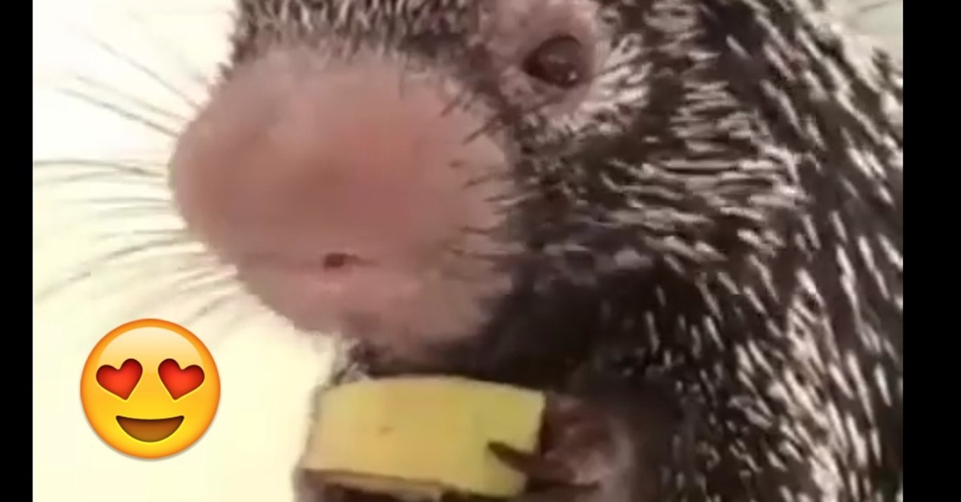 Das knuffige stachelschwein wilbur isst seine banane. ihr werdet euch verlieben!