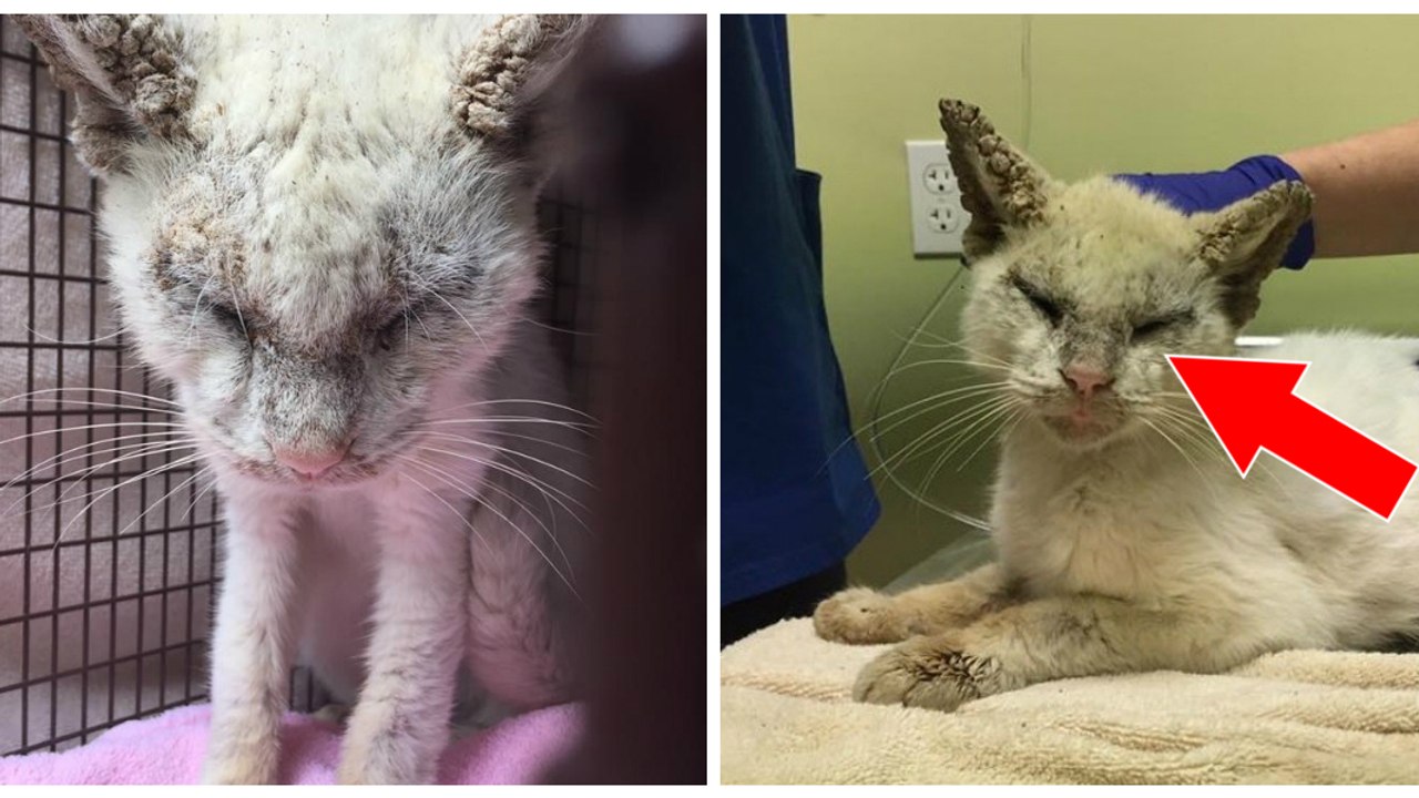 Diese fast blinde Katze mit geschlossenen Augen zeigt uns ihre wunderschönen grünen und blauen Augen!
