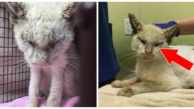 Diese fast blinde Katze mit geschlossenen Augen zeigt uns ihre wunderschönen grünen und blauen Augen!
