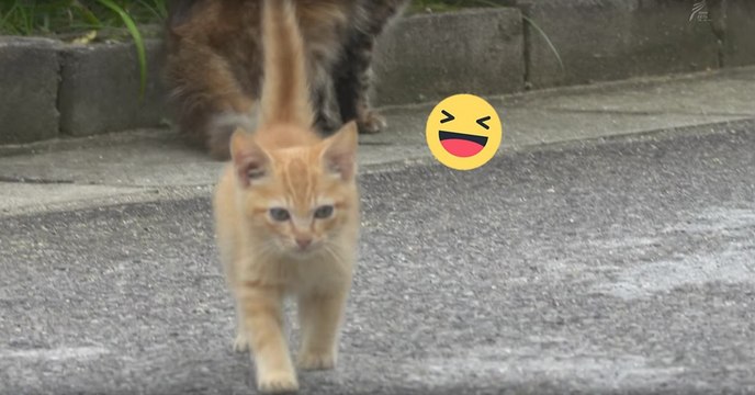 Als das kleine Kätzchen den Fotografen sieht, lässt es sich etwas wirklich Geniales einfallen!