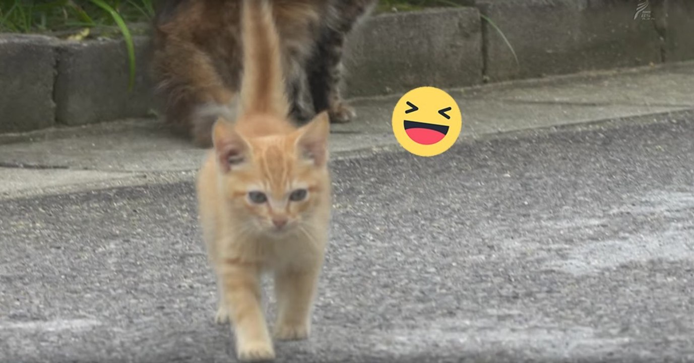 Als das kleine Kätzchen den Fotografen sieht, lässt es sich etwas wirklich Geniales einfallen!