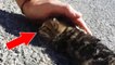 Das Kätzchen wurde mitten auf der Straße zurückgelassen. Doch er hat etwas Unglaubliches gemacht, um ihm zu helfen!