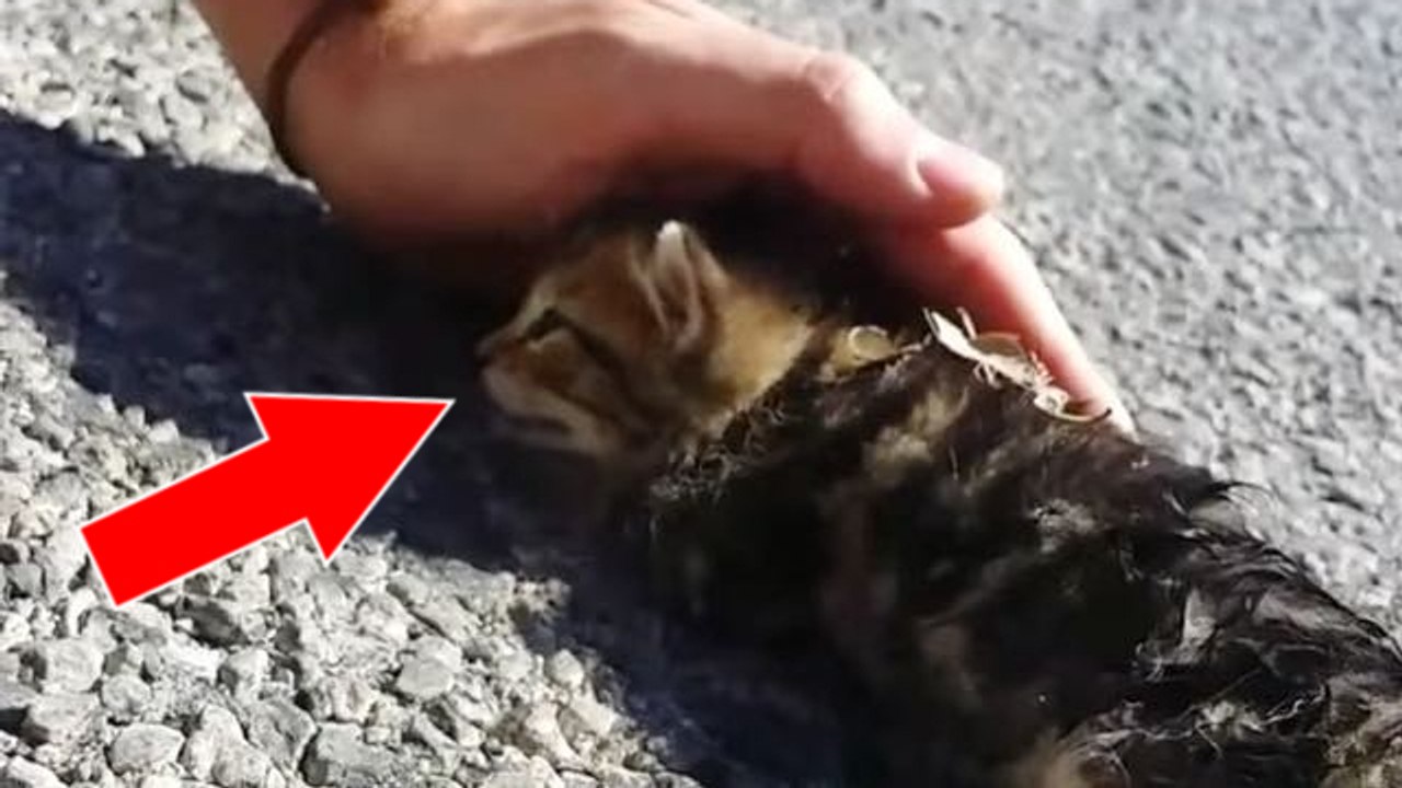Das kätzchen wurde mitten auf der straße zurückgelassen. doch er hat etwas unglaubliches gemacht, um ihm zu helfen!