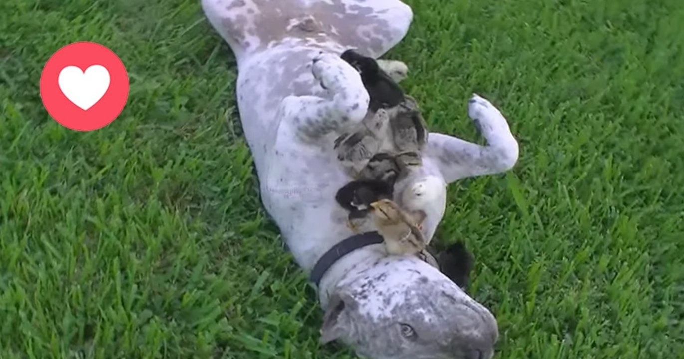 Der Pitbull kuschelt mit den Küken. Was folgt, wird euch das Herz aufgehen lassen!
