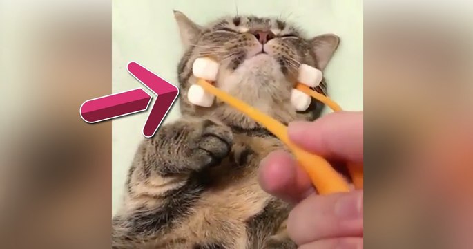 Sie versucht ihre Katze mit diesem Teil zu massieren. Doch die Reaktion ist einfach göttlich!