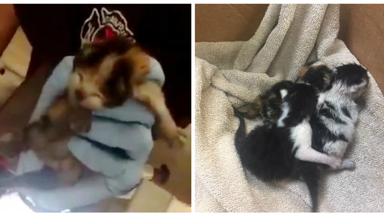 Diese Feuerwehrmänner entdecken etwas wirklich Zauberhaftes in ihrem Wagen! Doch dann...