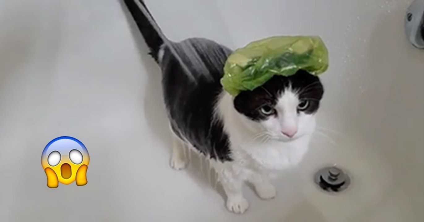 Was diese Katze gleich in der Dusche macht, ist einfach genial!