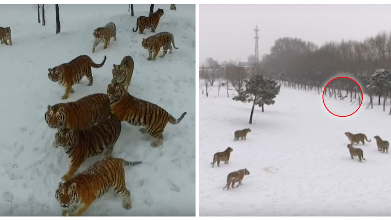 China: Das Video von mehreren Tigern, die eine Drohne jagen, ist im Internet zu einem echten Skandal geworden!