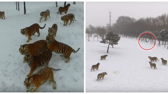 China: Das Video von mehreren Tigern, die eine Drohne jagen, ist im Internet zu einem echten Skandal geworden!
