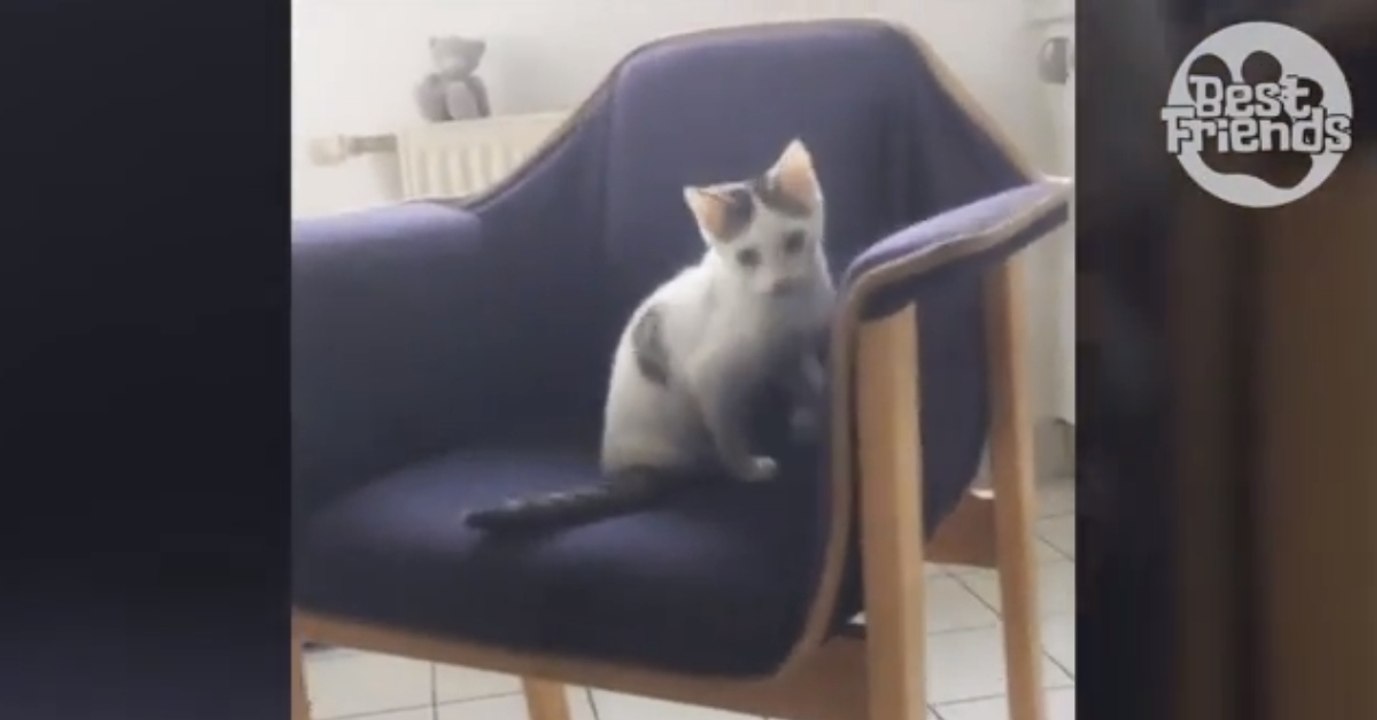 Diese Straßenkatze lebt mit einer Behinderung