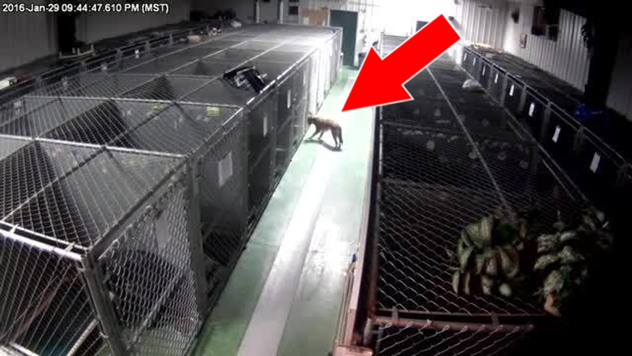 In der Hundepension bricht eine Hündin aus, weil sie zwei Welpen winseln hört
