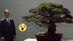 Dieser 391 Jahre alte Bonsai wurde 1625 gepflanzt und überlebte selbst Hiroshima … und er wächst weiter