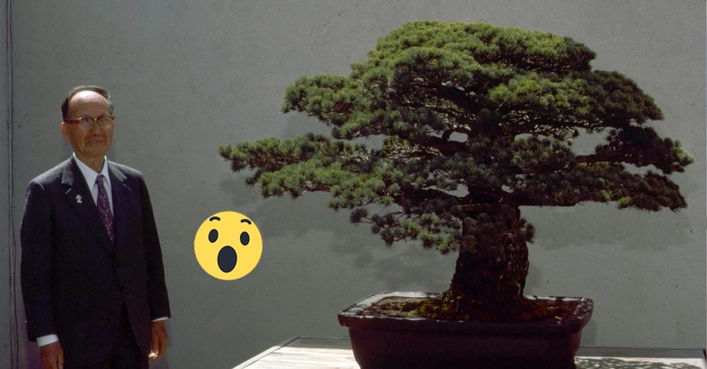 Dieser 391 Jahre alte Bonsai wurde 1625 gepflanzt und überlebte selbst Hiroshima … und er wächst weiter