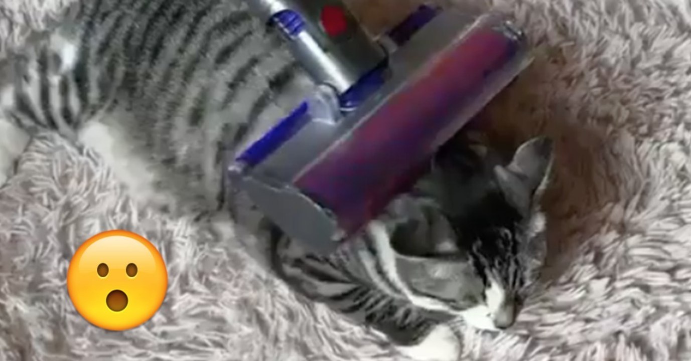 Das ist die einzige Katze, die keine Angst vor dem Staubsauger hat.