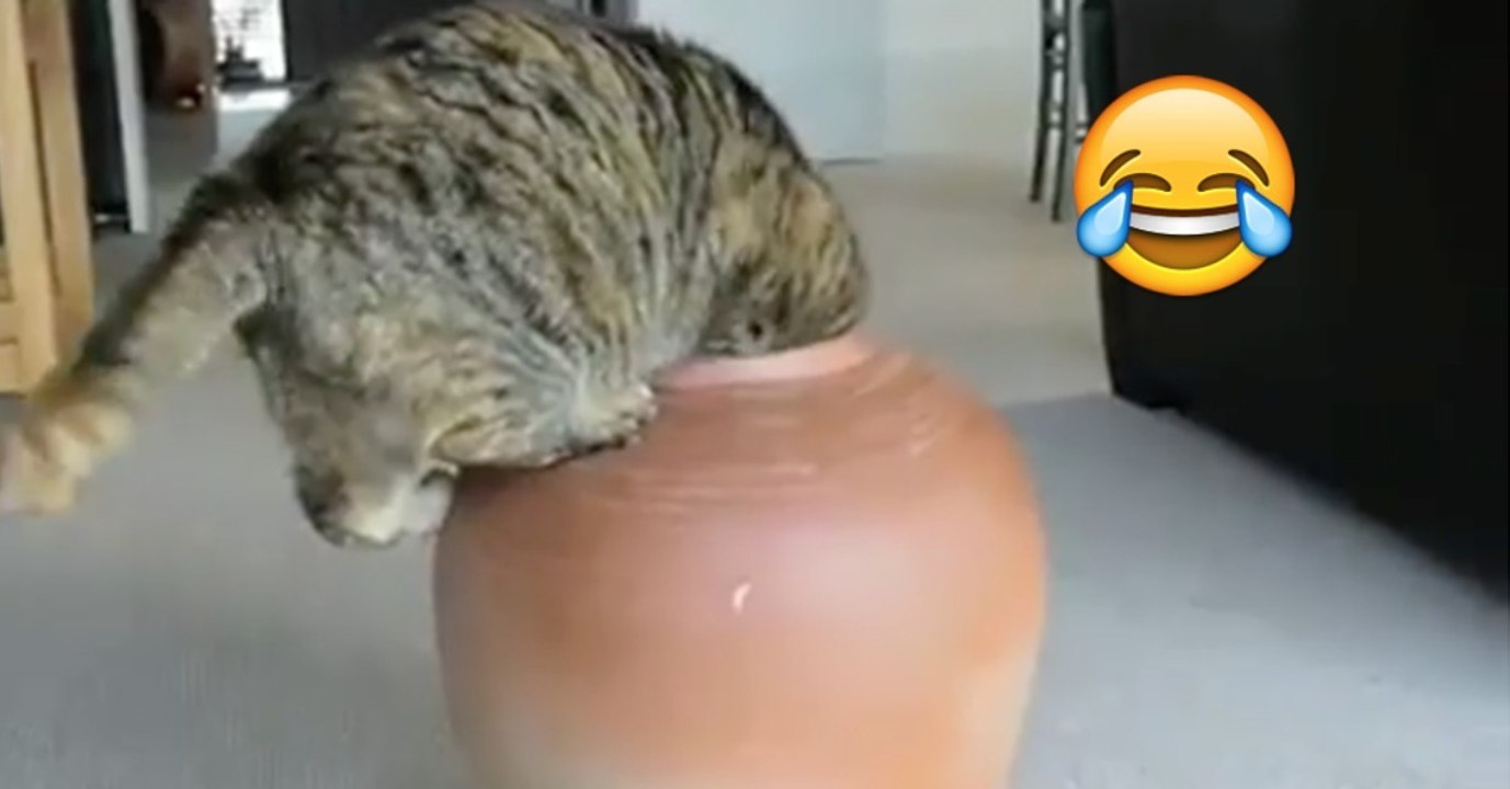 Die Katze hat sich die teure Vase als neue Höhle ausgeguckt. Doch dann...